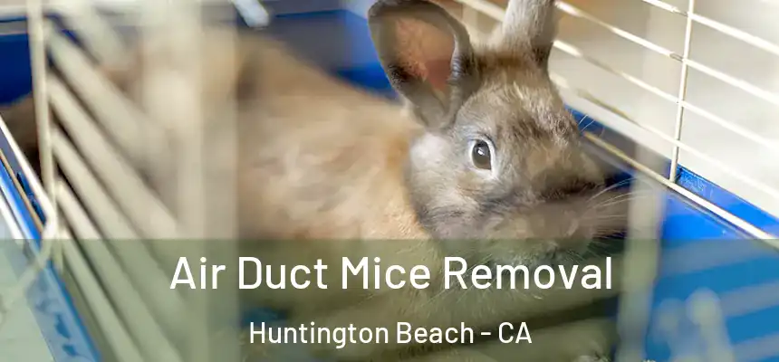 Air Duct Mice Removal Huntington Beach - CA